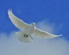 Resize%20of%20white_dove%20header.jpg